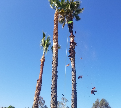 The best Tree Guys - Perris, CA