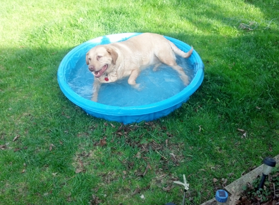 A Care Animal Clinic - Troy, MI. My Lover Dog cooling off!