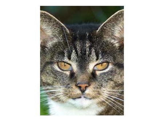 Berwick Veterinary Hospital - Berwick, VIC