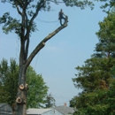 Tony J. Bricker Tree Service - Stump Removal & Grinding
