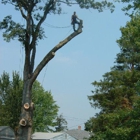 Tony J. Bricker Tree Service