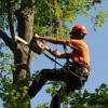 J & S Tree Service gallery