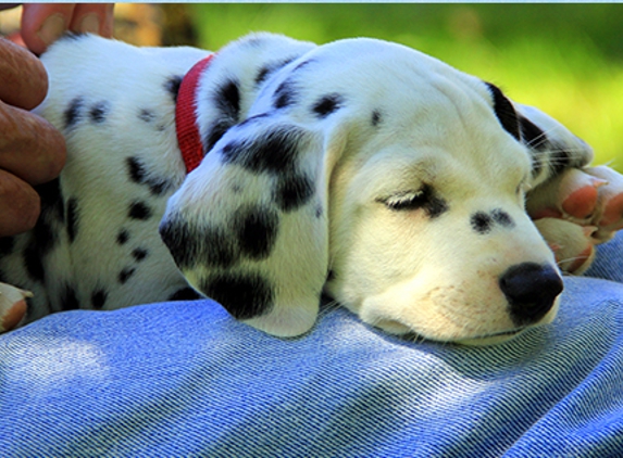 Country Inn Grooming - Ringgold, GA