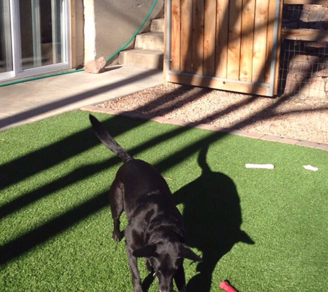 Holly Home Pet Care - Colorado Springs, CO. Here's playful Micah.