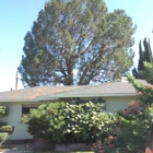 Pine Tree Service inc