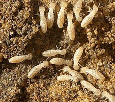 Heights Pest Control & Termite - Beachwood, OH. Termites