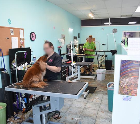 Molly Friends Pet Grooming - Surprise, AZ