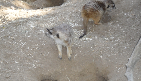 San Diego Zoo Safari Park - Escondido, CA