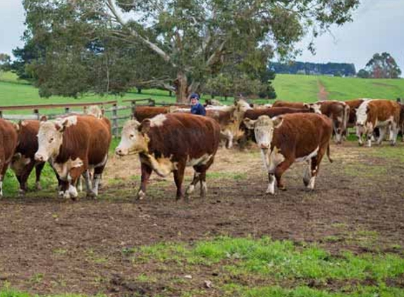 South East Vet Service - Mount Gambier, SA
