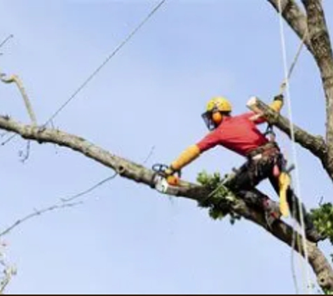 Phoenix Tree Services Inc. - Phoenix, AZ