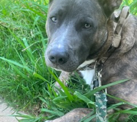 GetWell  Animal Hospital - Memphis, TN. Bleu����