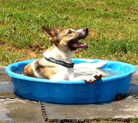 Dog Gone Good Time Farm - Spring Hill, TN