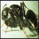 Hill Country Pest Control of Fredericksburg - Pest Control Services