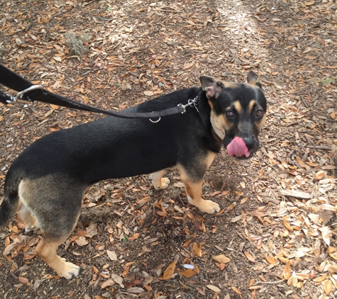 Coastal K9 Training - Bluffton, SC. Toby at his best. Great Rot-Shepherd mix.