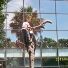 Main Branch Tree Service