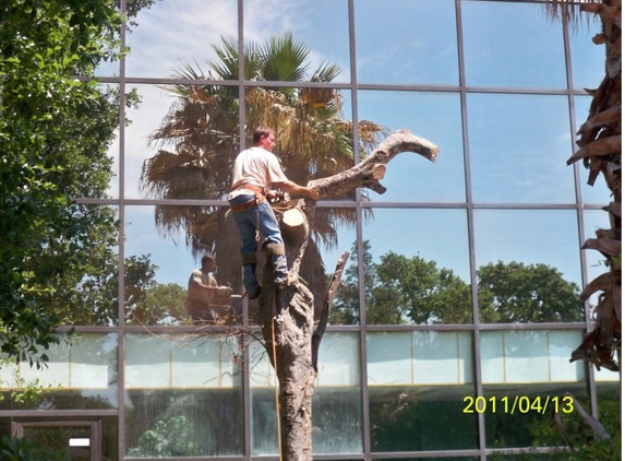 Main Branch Tree Service - Houston, TX