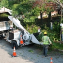 North Andover Tree Services - Tree Service