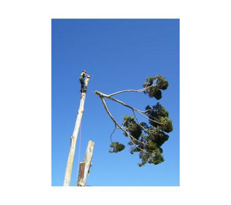 Sapphire Coast Tree Service & Tower Hire