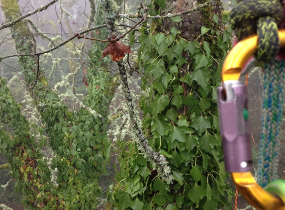 GreenTree Arborists - Eugene, OR