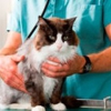 All Pets Animal Hospital gallery