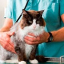 All Pets Animal Hospital - Pet Sitting & Exercising Services