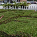 Lawn Teacher - Landscape Designers & Consultants