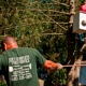 Joe's Complete Tree Service