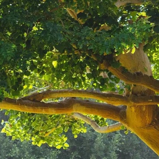 Ballarat Tree Fella - Delacombe, VIC
