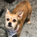 Rachel's Groom Room - Pet Grooming