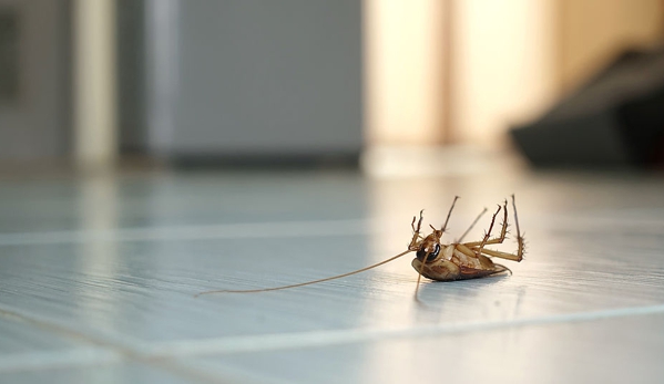 Creepy Crawly Pest Control Kingaroy