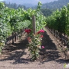 Revana Family Vineyards gallery