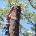 Tree Service