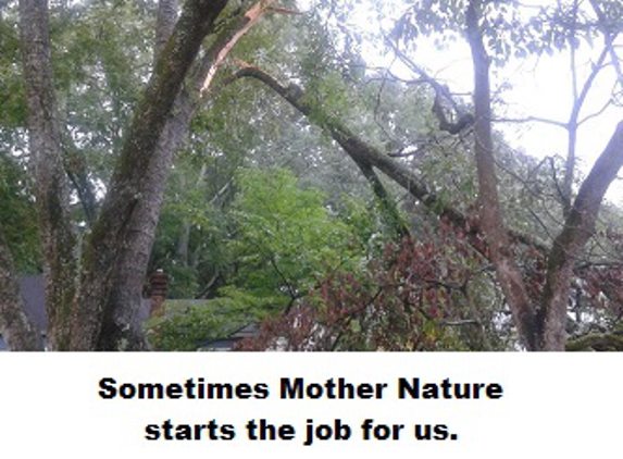 All Pro Tree Service - Marietta, GA