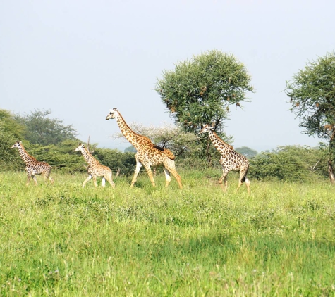 Ombeni African Safaris - Middleton, WI