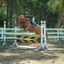 Top Ridge Farms - Horse Training