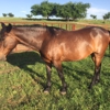 Old Caldwell Trail Stables gallery