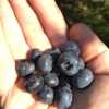 Forstner Blueberry Farm gallery