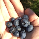 Forstner Blueberry Farm - Farms