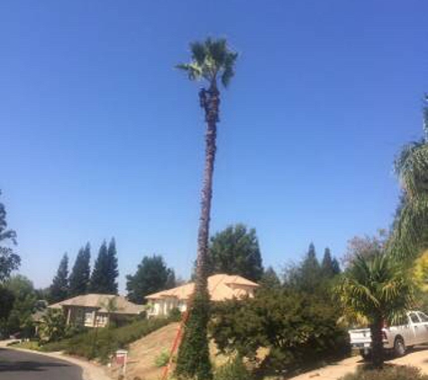 Luis Tree Service - Sacramento, CA