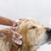 Pet Grooming gallery