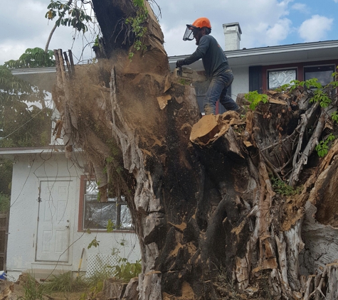 Anthony's Tree Trimming LLC - Fort Pierce, FL. Tree removal