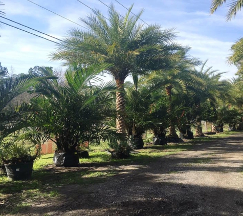 Unique Plants and Palms - Jacksonville, FL