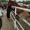 The Gentle Barn gallery