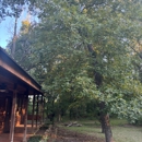 Stump Grinding Services - Tree Service