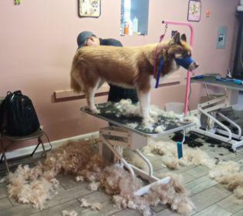 Dog-E Stylez Grooming Salon #2 - Chicago, IL