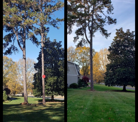 Ko Tree Services. Charlotte NC Pine tree removal.