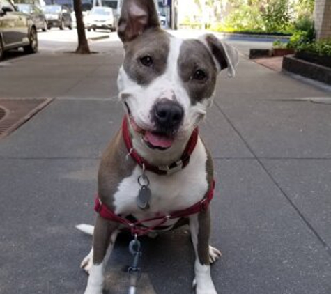 Luke Dogwalker - May the PAWS be with you! - New York, NY