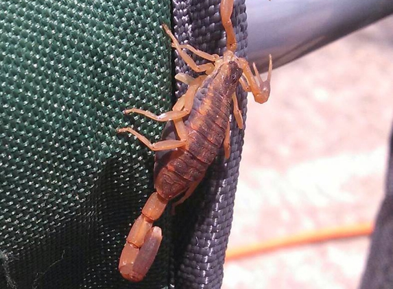 Titan Pest Management - Round Rock, TX. Bark Scorpion