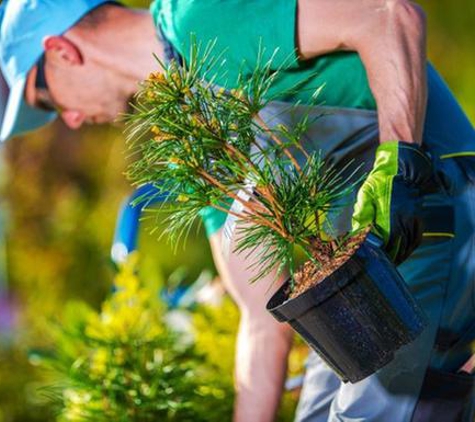 Vista Tree Service Inc - Vista, CA