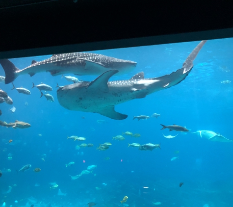 Georgia Aquarium - Atlanta, GA